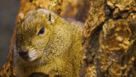 Close up of a ground squirrel  Stock Footage 277534687