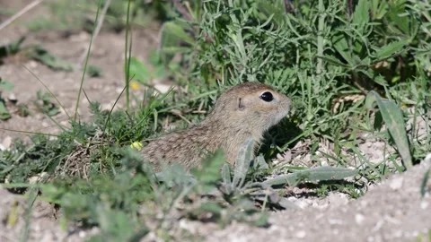 Close up. Ground squirrel. A gopher stands next to a hole Spermophilus pygmaeus Stock-Footage 160480049