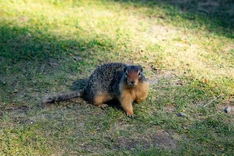 Close-up of ground squirrel Foto stock