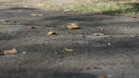 Close up ground view of asphalt walkway with scattered dry leaves Stock Footage 325478971