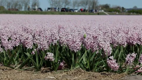 Close-up ground view of endless pink hyacinths in full bloom Stock Footage 310141871
