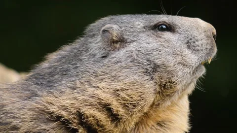 Close up of groundhog Stock Footage 162495934