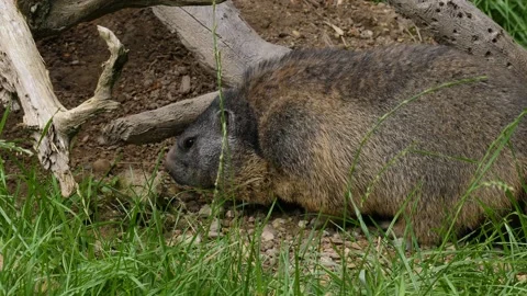 Close up of groundhog Stock Footage 162501675