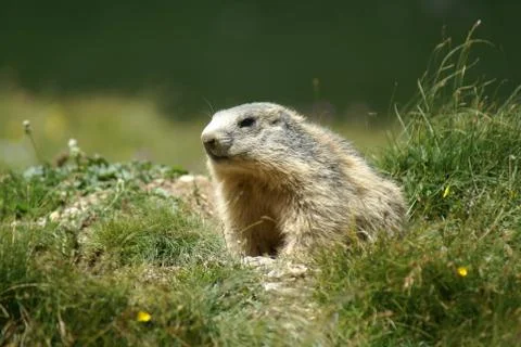Close up of a groundhog in the mountains Stock Photos