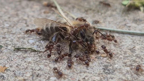 Close up of a group of ants attack a honey bee Stock Footage 337739571