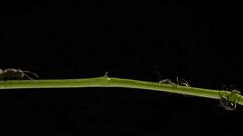 Close up of a group of ants. Video stock 43175540