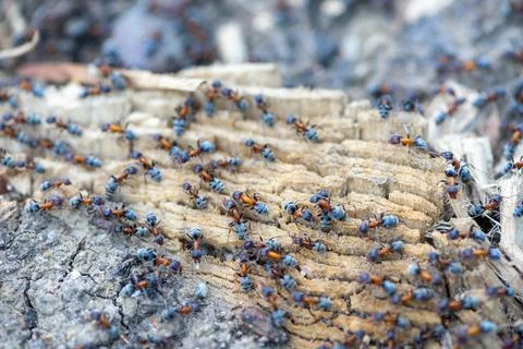 Close-up of a group of ants Stock Photos