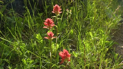 Close-up of a group of back lit dark pink Indian Paintbrush wildflowers  Stock Footage 134716930