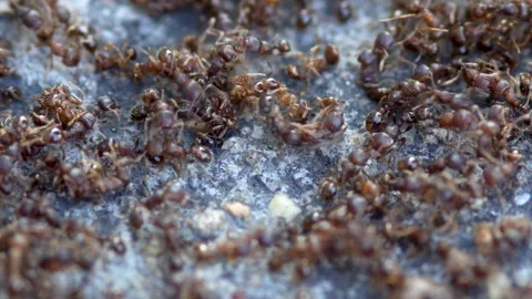 A close-up of a group of black ants on the ground Stock Footage 314824999