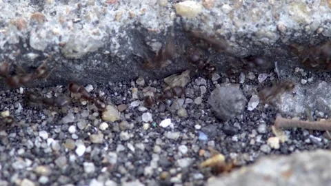 A close-up of a group of black ants on the ground Stock Footage 314825021