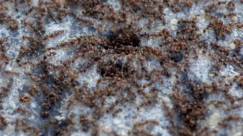 A close-up of a group of black ants on the ground Stock Footage 314825692