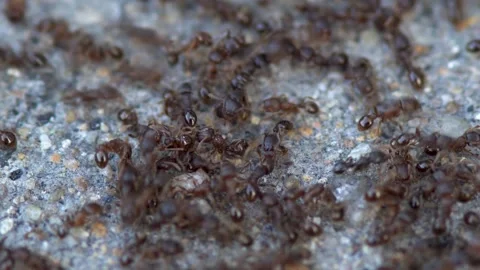 A close-up of a group of black ants on the ground Stock Footage 314825694