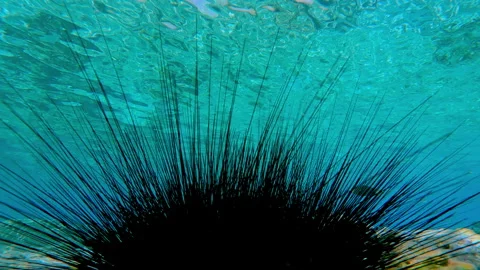 Close-up, group of Black Long Spined Sea Urchins formed as unit on sea floor Vídeo Stock 331108422