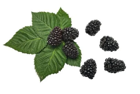Close up group of Blackberries Stock Photos