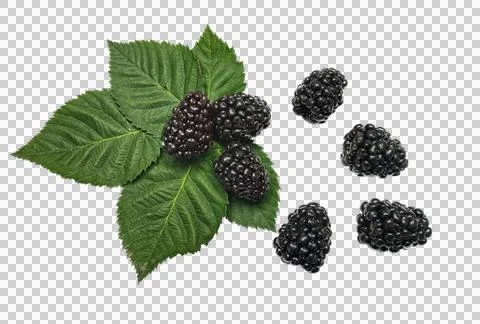 Close up group of Blackberries Stock Photos
