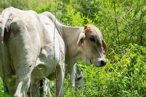 Close group of Brahman cows standing together in tropical pasture surrounde.. Fotos Stock