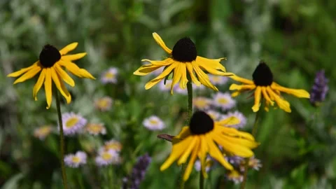 Close up of a group of bright yellow Black-eyed Susan wildflowers  Stock Footage 141468361