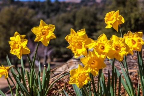 Close up of group of bright yellow spring Easter daffodils blooming outside in Stock Photos