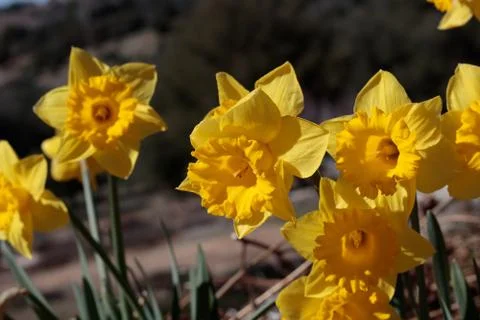 Close up of group of bright yellow spring Easter daffodils blooming outside in Foto stock