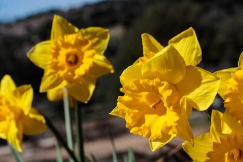 Close up of group of bright yellow spring Easter daffodils blooming outside in Stock Photos