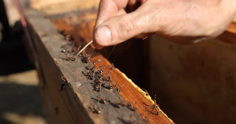 Close up group of carpenter ants. Ants are social insects of the family Stock Footage 127940201