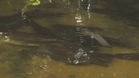 Close up group of catfish in transparent water Stock Footage 332318353