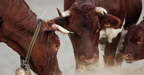 Close up of a group of cattle standing eating hay on a cold morning Video stock 149491084