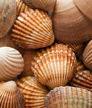 Close up of a group of clam shells Stock Photos