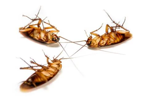 Close up group cockroach dead on white background Stock Photos