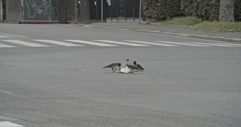 Close up of a group of crows eating a dead animal in a crossroad Stock Footage 127545546