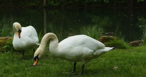 Close up of a a group of cygnets. Stock Footage 137608127