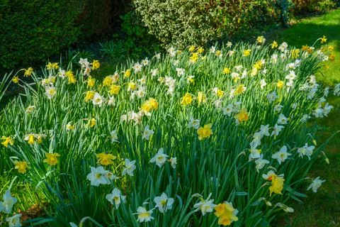 Close up of group of daffodil flowers in the spring Stock Photos