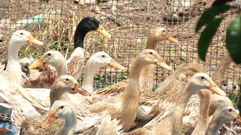 Close-up Group of Duck Heads in Bright Sunlight Видео 333835717