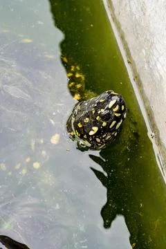 Close-up of a group of flame turtles in the pool Foto stock
