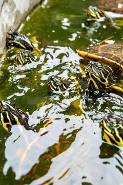 Close-up of a group of flame turtles in the pool Fotos Stock