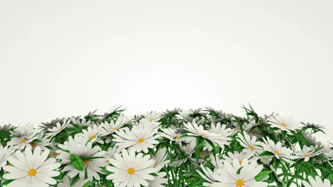 Close-up of a group of flowers on a white background. Stock Footage 122458961