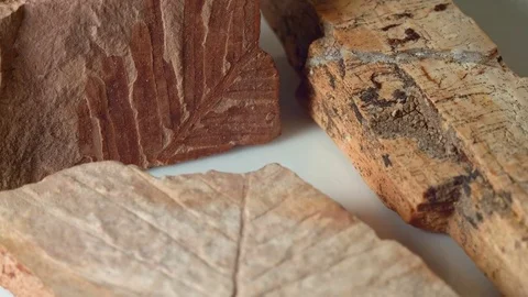 Close up group of fossils leaf petrified wood and dawn redwood from same Oregon Stock Footage 81735175