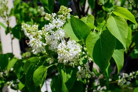 Close up of a group of fresh delicate  small white flowers of Syringa vulgari Stock Photos