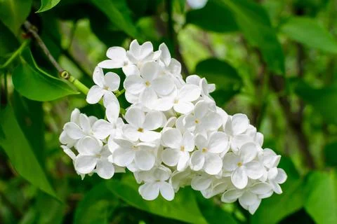 Close up of a group of fresh delicate small white flowers of Syringa vulgar.. Stock Photos