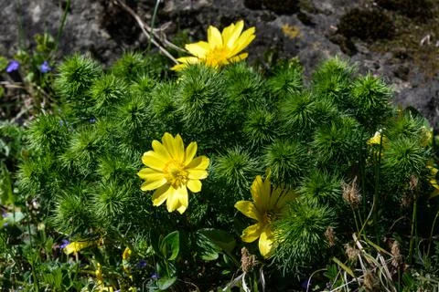 Close up of a group of fresh yellow flowers of adonis vernalis or pheasant's eye Stock Photos