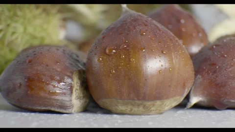 Close up group of freshly picked chestnuts with water drops on the surface. 库存影片 141747965