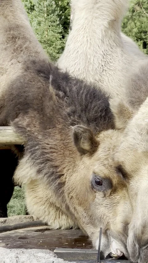 A close-up of a group of friendly camels drinking water from a wooden troug.. Video stock 344398465