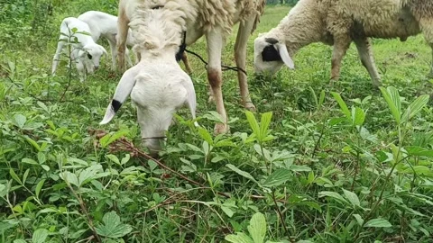 Close up of a group of goats eating green grass in the field Video stock 336933260