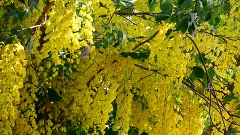 Close up group of golden shower tree at noon, Golden shower through sunlight. Stock Footage 108123788