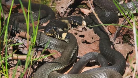 Close-up at a group of Grass snakes (Natrix natrix) lying and basking in the Stock Footage 337376293