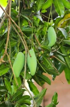 Close up of Group green mango on the tree Stock Photos