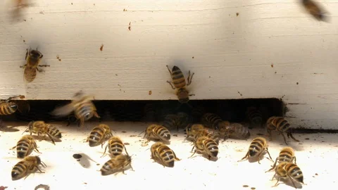 Close-up of a group of honey bees Stock Footage 89133749