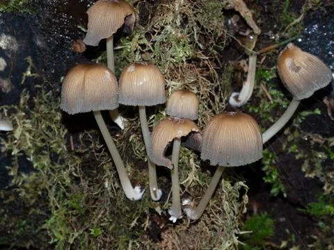 Close up of a group of inky cabs Stock Photos