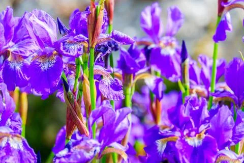 Close up a of group of iris flowers Stock Photos