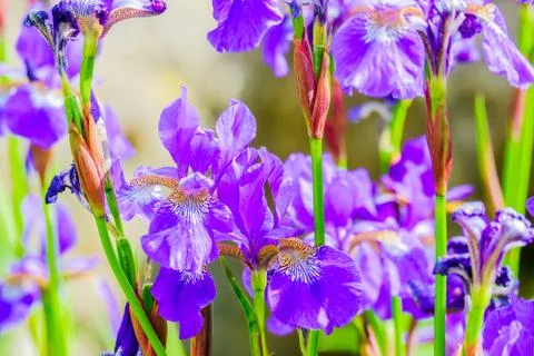 Close up a of group of iris flowers Stock Photos